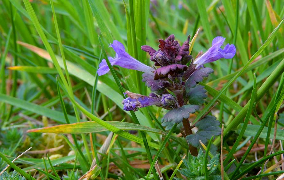 Ground ivy leaves (Glechoma hederacea)