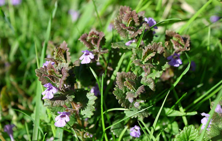 Ground ivy leaves (Glechoma hederacea)