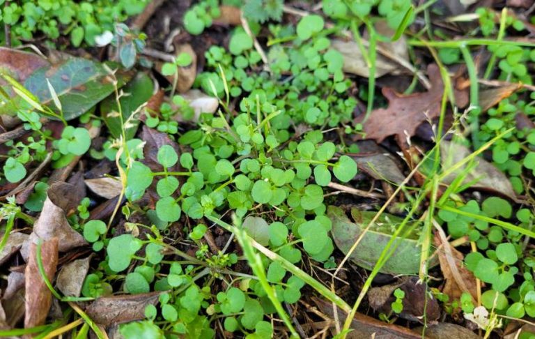 Foraging hairy bittercress leaves