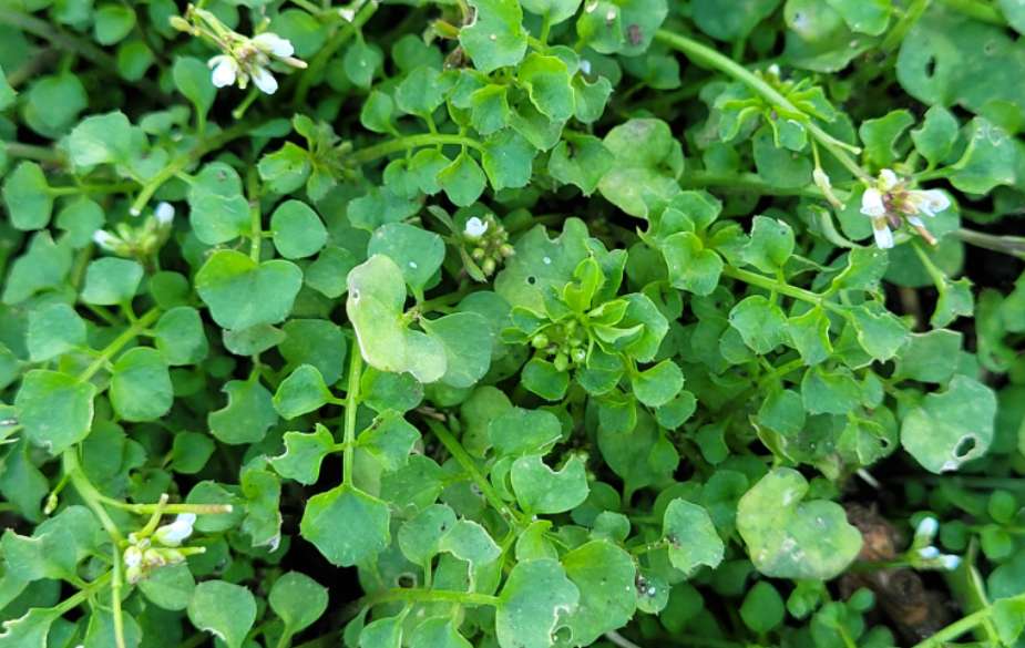 Foraging hairy bittercress leaves