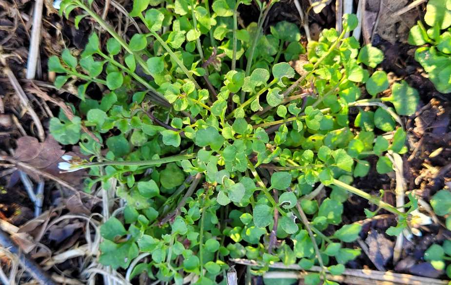Foraging hairy bittercress leaves