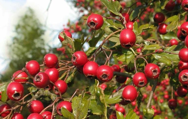 Hawthorn berries on tree (Crataegus monogyna)