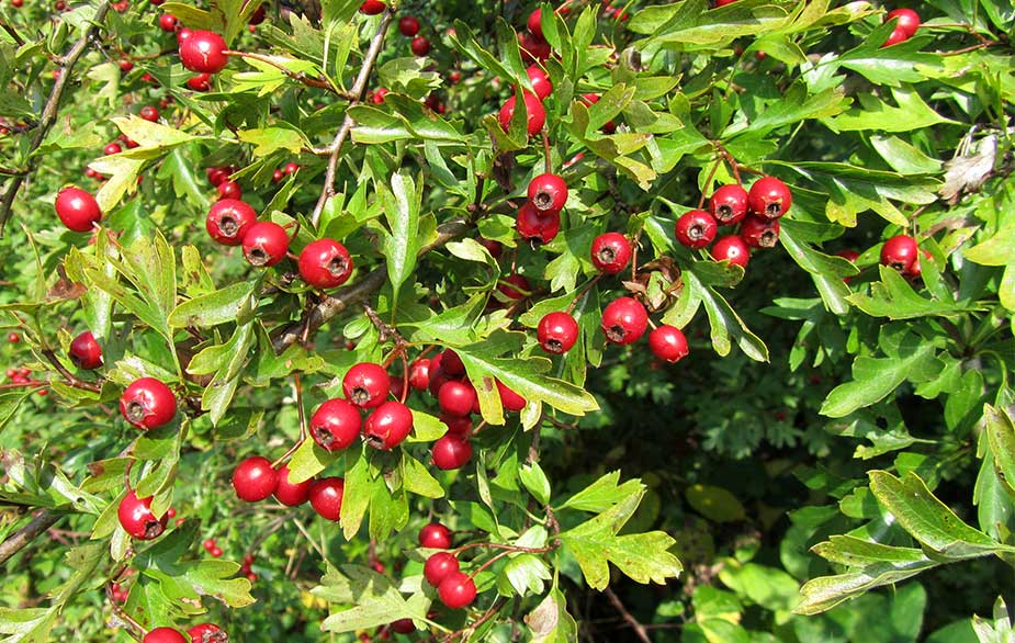 Hawthorn berries on tree (Crataegus monogyna)