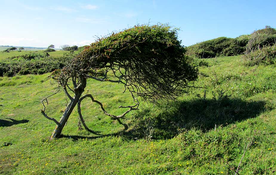 Windswept hawthorn tree (Crataegus monogyna)