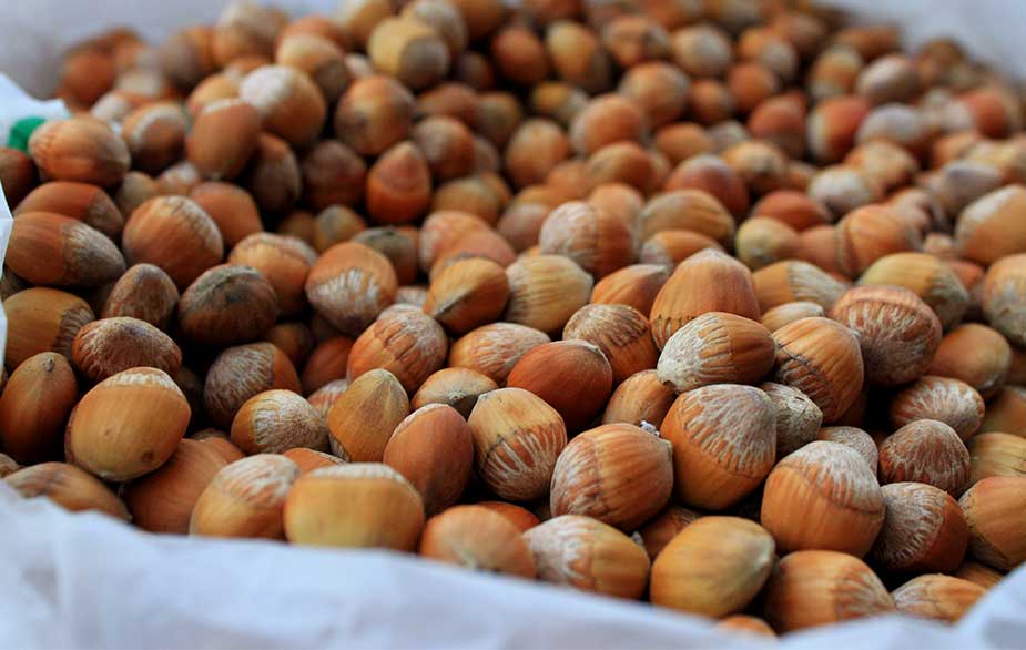 Hazelnut harvest (Corylus sp)