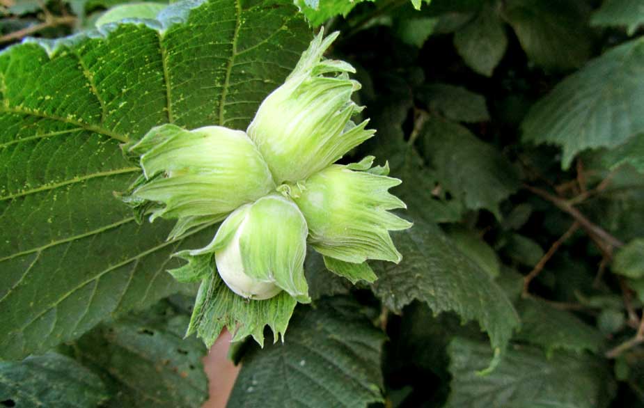 Green hazelnut (Corylus sp)
