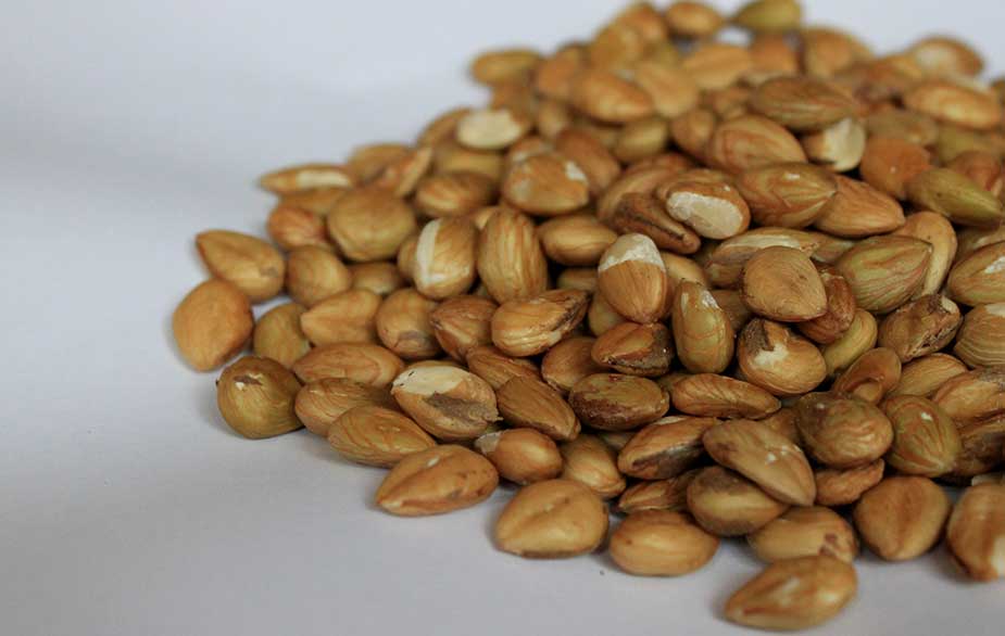 Hazelnut harvest (Corylus sp)