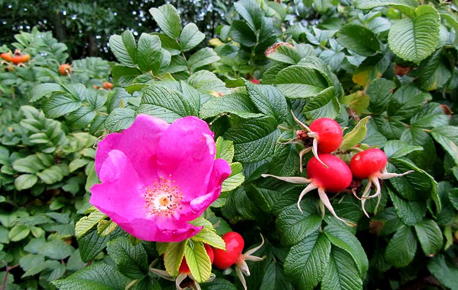 Japanese rose flower and fruit (Rosa rugosa)