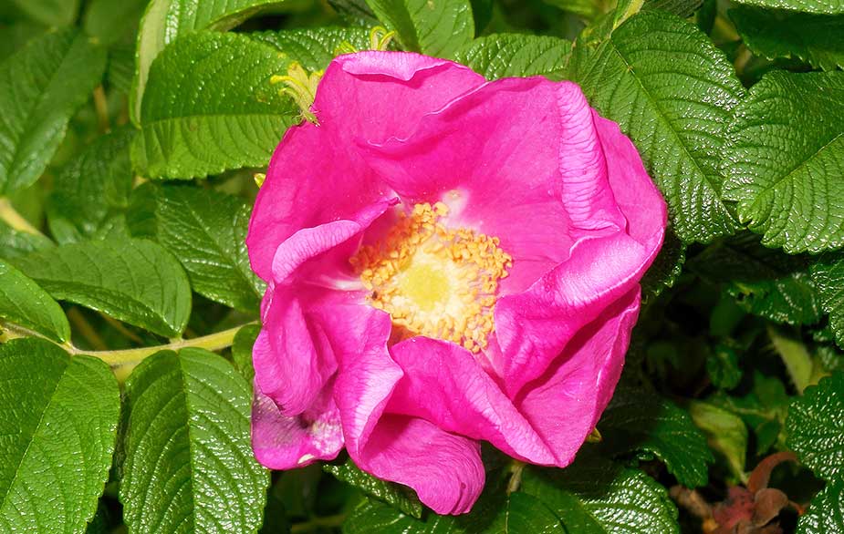 Japanese rose flowers (Rosa rugosa)