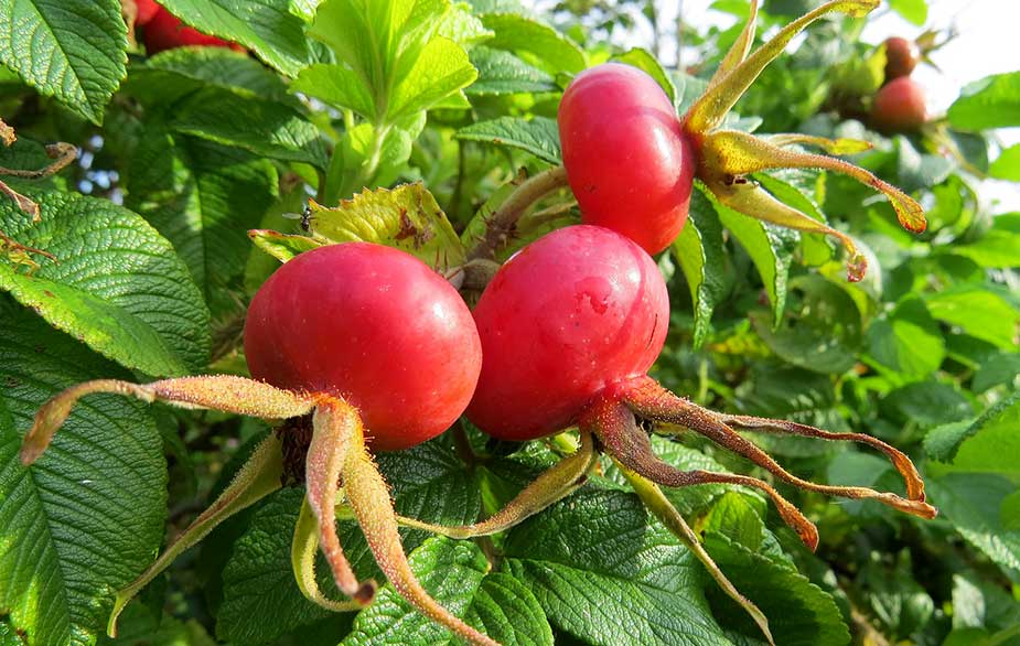 Japanese rose hips (Rosa rugosa)