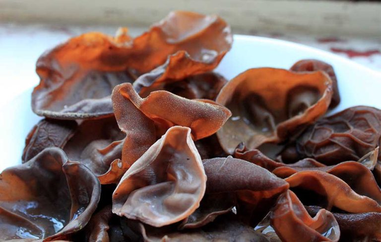 Foraged jelly ear (Auricularia auricula-judae)