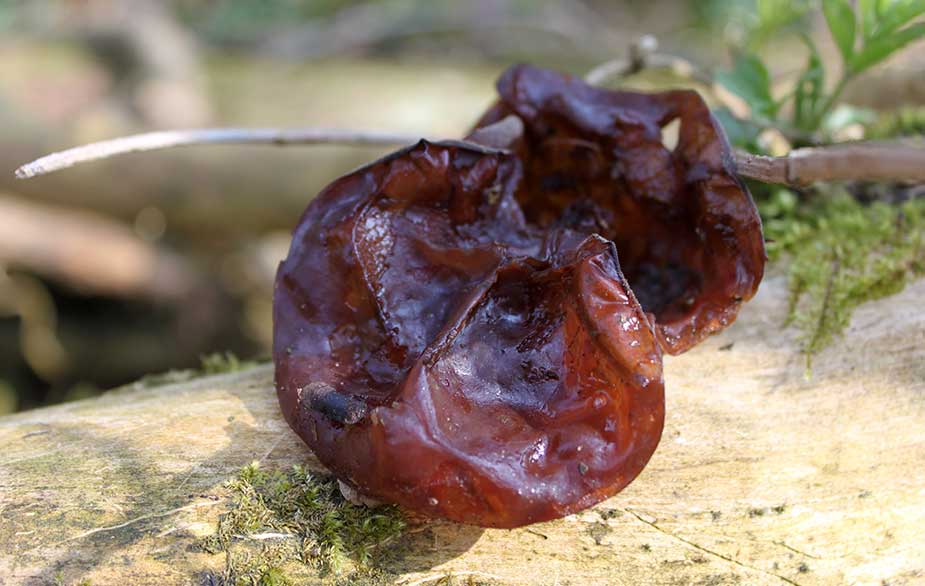 Jjelly ear (Auricularia auricula-judae)