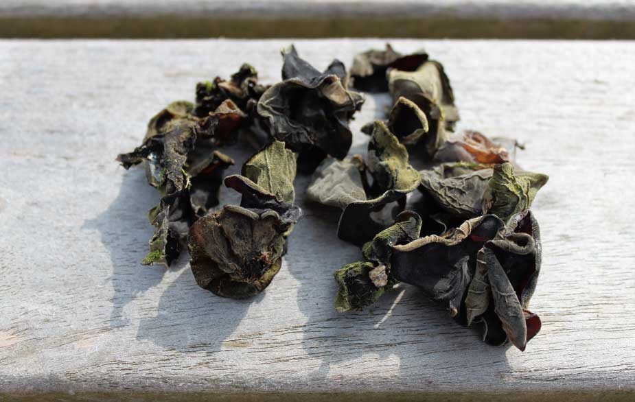 Dried jelly ear (Auricularia auricula-judae)