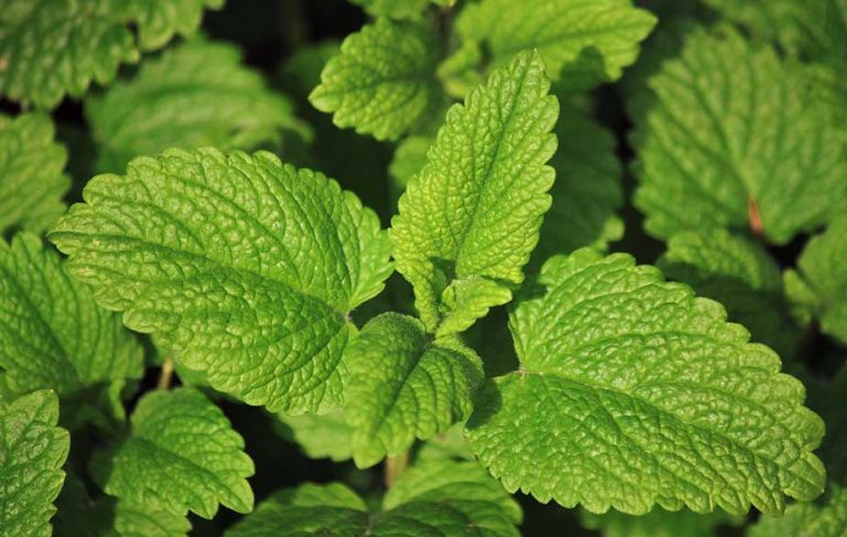 Lemon balm leaves (Melissa officinalis)