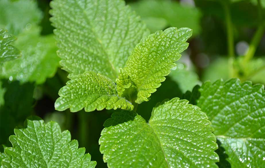 Lemon balm leaves (Melissa officinalis)