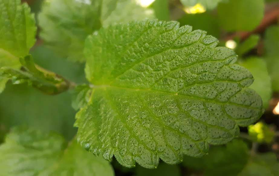 Lemon balm leaf (Melissa officinalis)