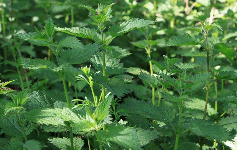 Nettle plant (Urtica dioica)