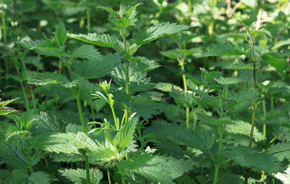Nettle plant (Urtica dioica)