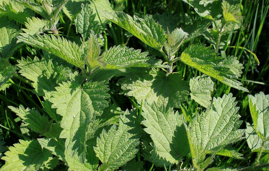 Nettle plant (Urtica dioica)