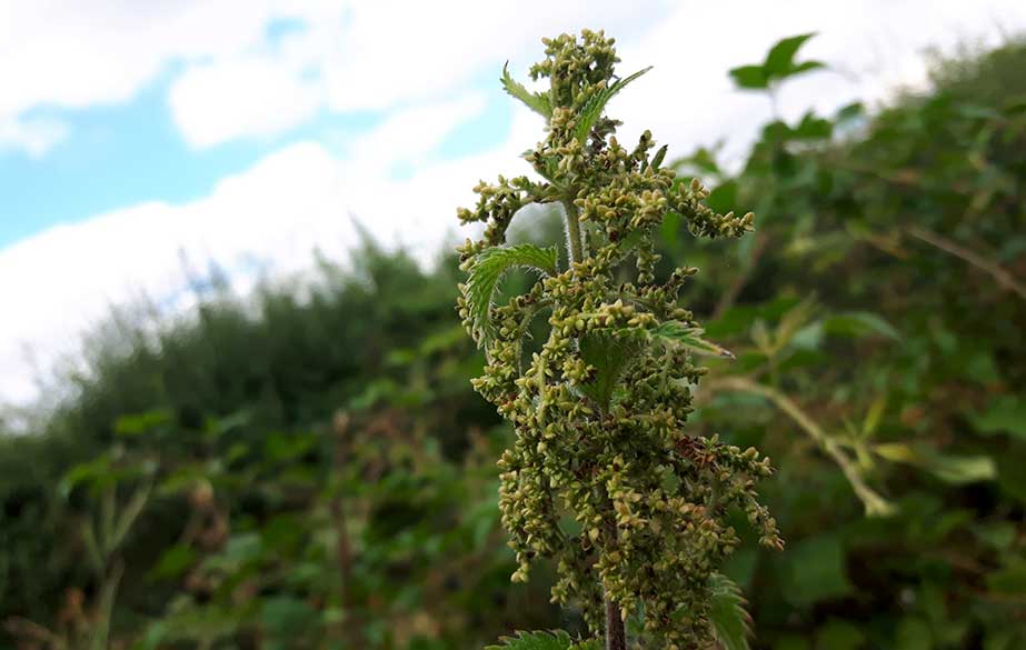 Nettle seeds haging from the plant (Urtica dioica)