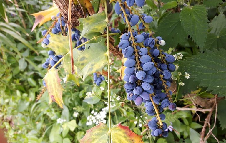 Oregon grape berries (Mahonia aquifolium)