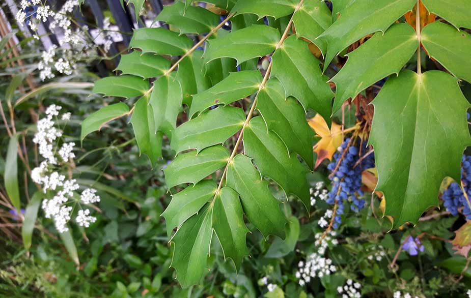Oregon grape berries (Mahonia aquifolium)