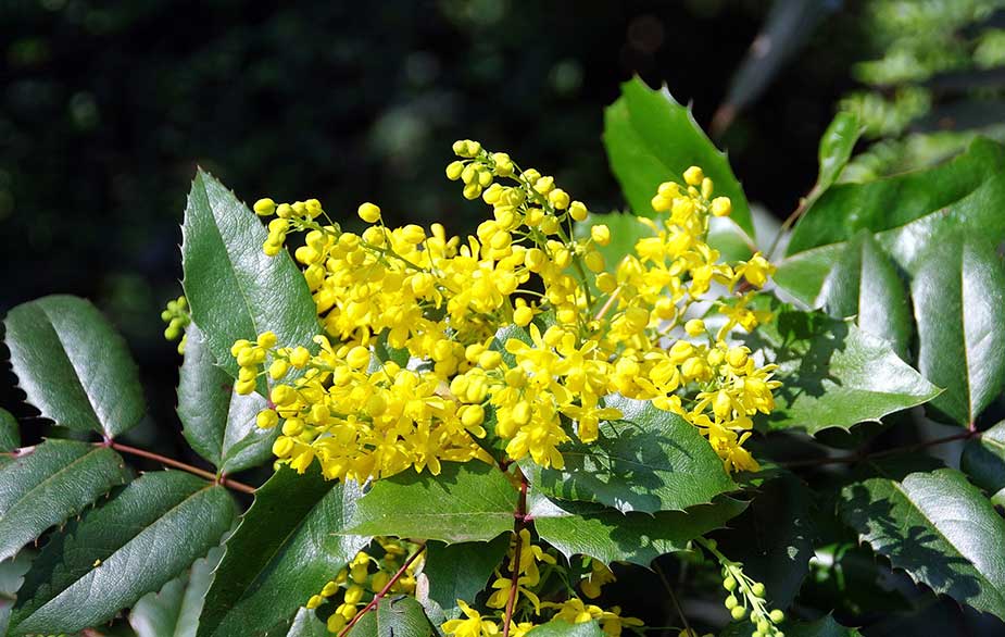 Oregon grape in bloom (Mahonia aquifolium)