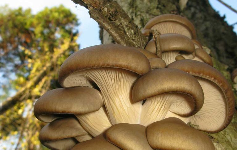 Oyster mushroom growing on wood (Pleurotus ostreatus)