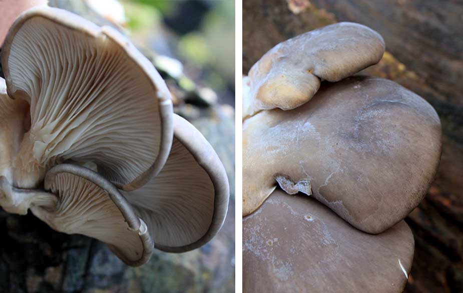 Oyster mushroom in detail (Pleurotus ostreatus)