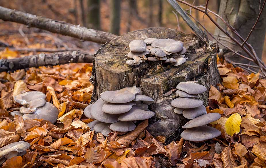 Oyster mushroom growing on wood (Pleurotus ostreatus)