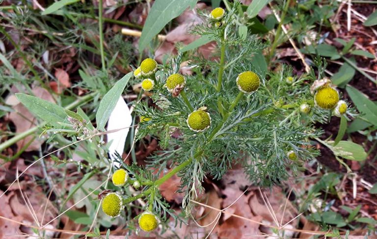 Foraging pineapple weed leaves and flowers