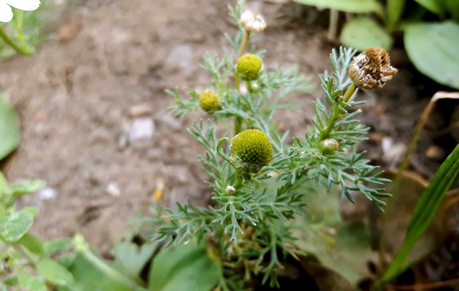 Foraging pineapple weed leaves and flowers