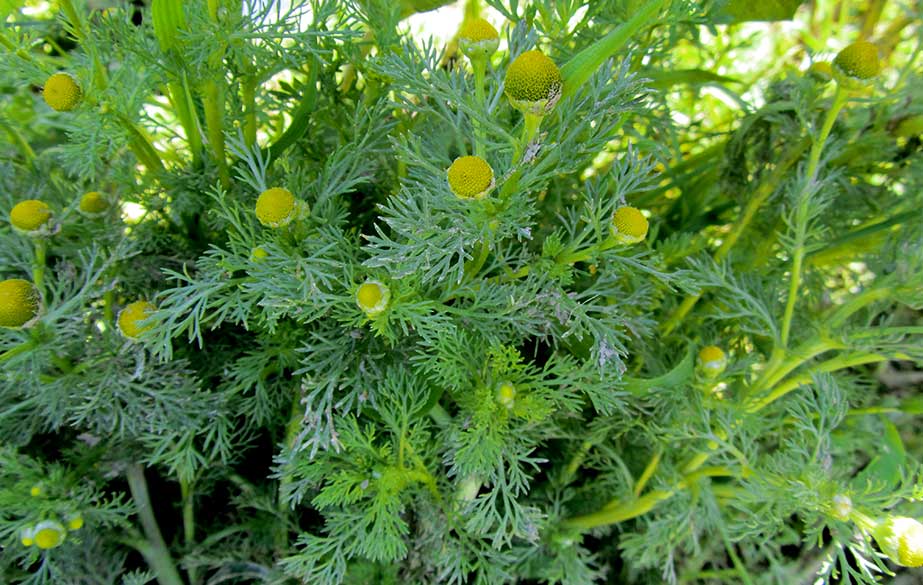 Foraging pineapple weed leaves and flowers