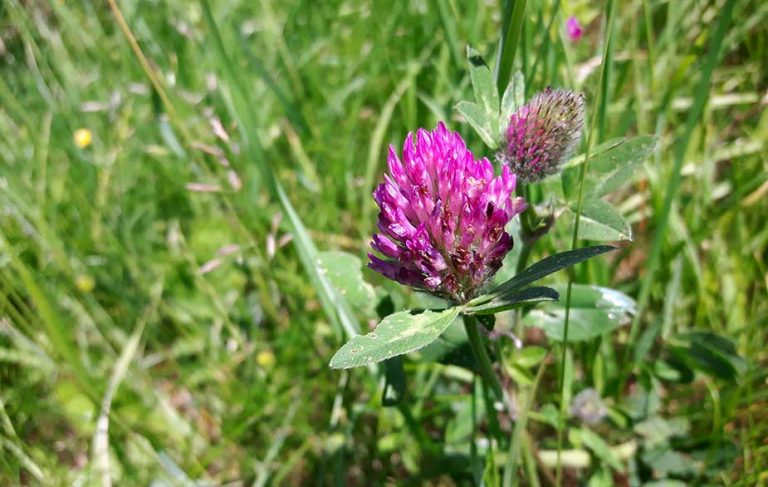 Red clover flower (Trifolium pratens)