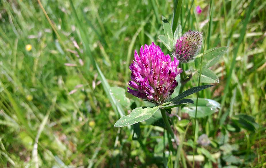 Red clover flower (Trifolium pratens)