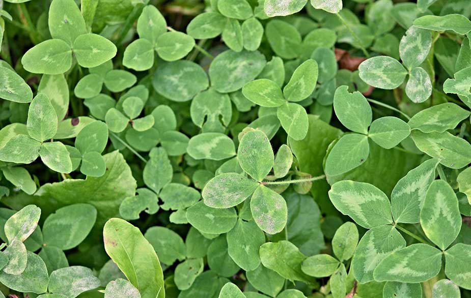 Red clover leaves (Trifolium pratens)