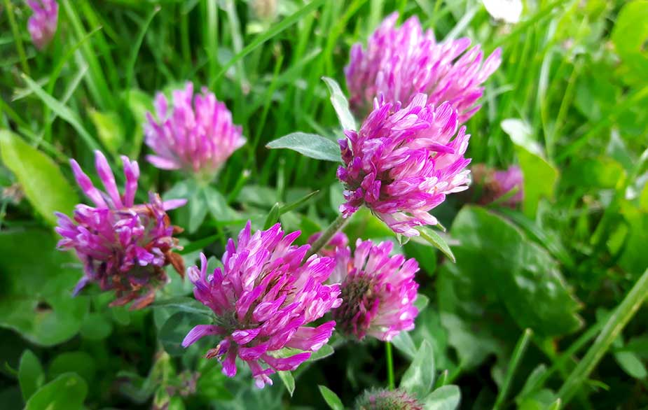 Red clover flower (Trifolium pratens)