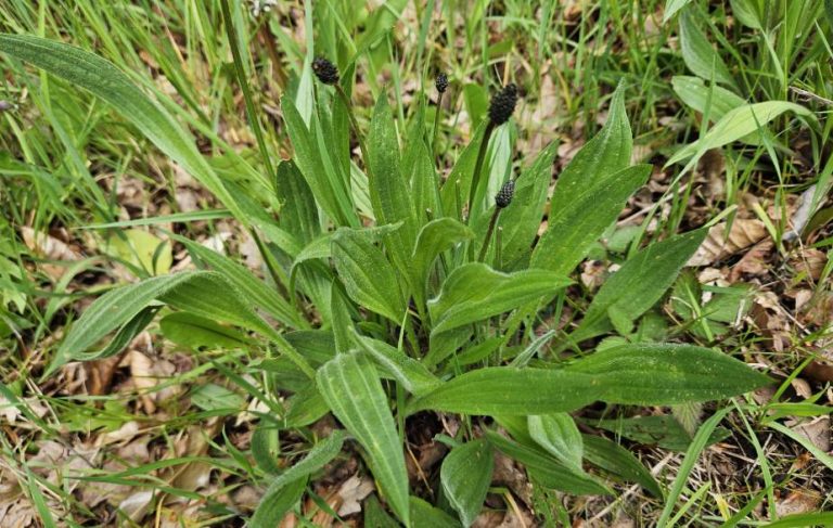 Ribwort plantain leaves (Plantago lanceolata)