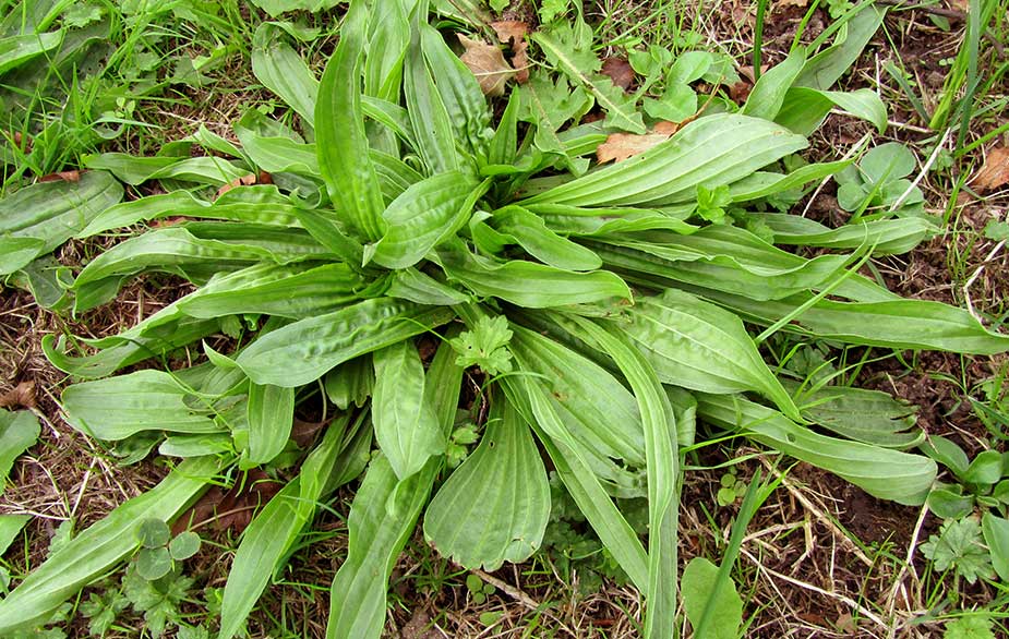 Ribwort plantain leaves (Plantago lanceolata)