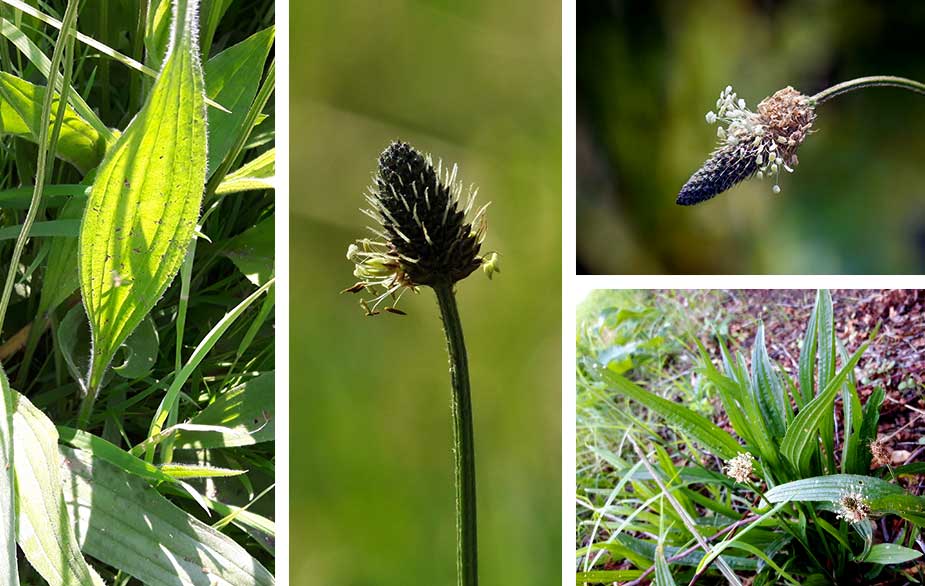 Ribwort plantain leaves and seedhead (Plantago lanceolata)