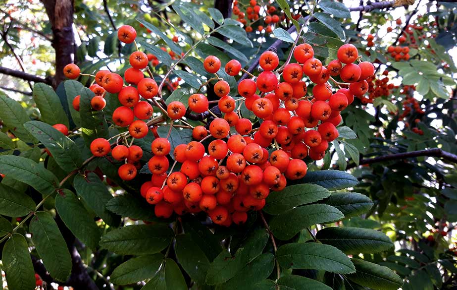 Rowan berries in the tree (Sorbus aucuparia)