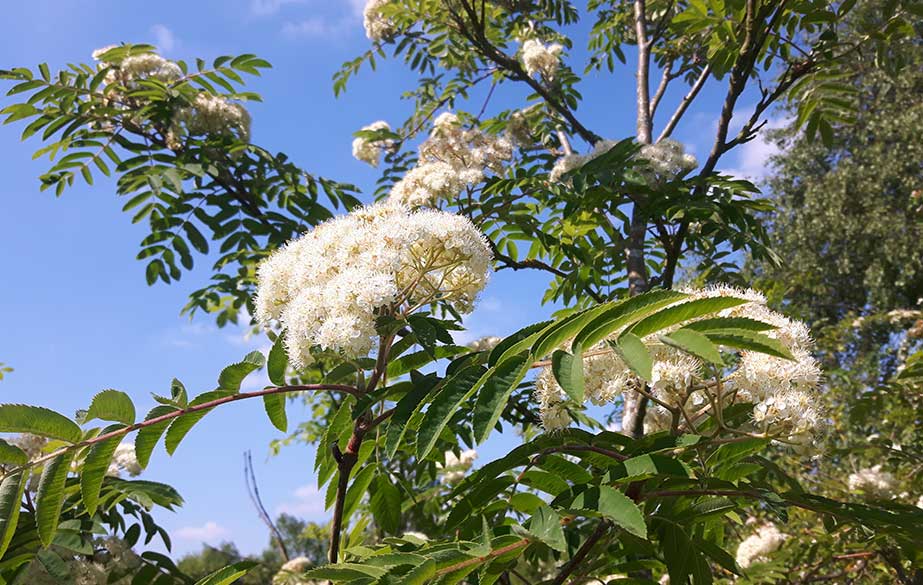 Rowan tree in flower (Sorbus aucuparia)