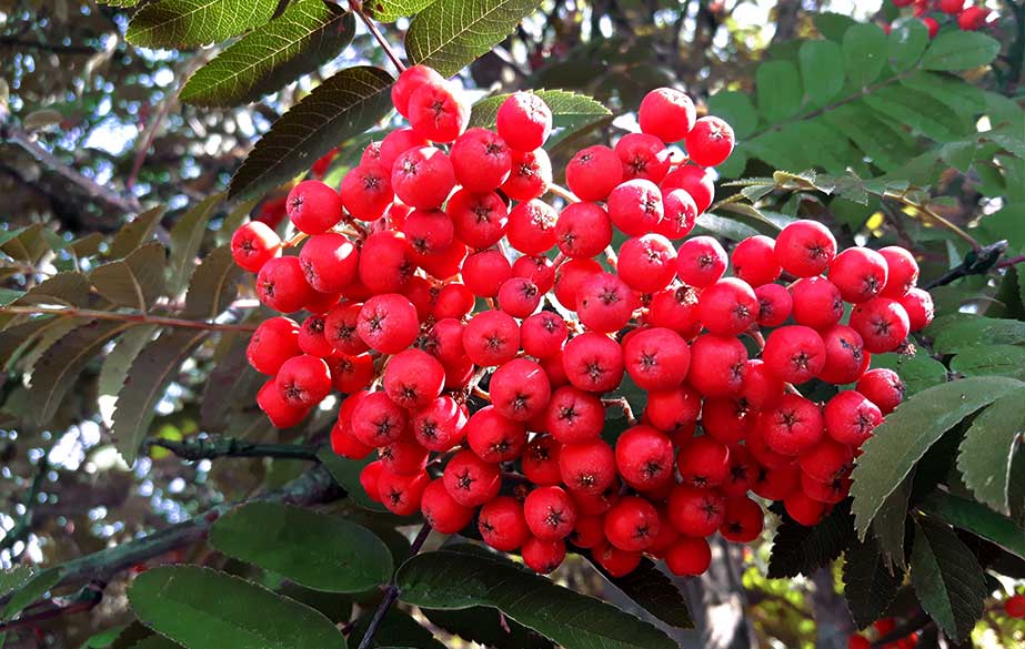 Rowan berries in the tree (Sorbus aucuparia)