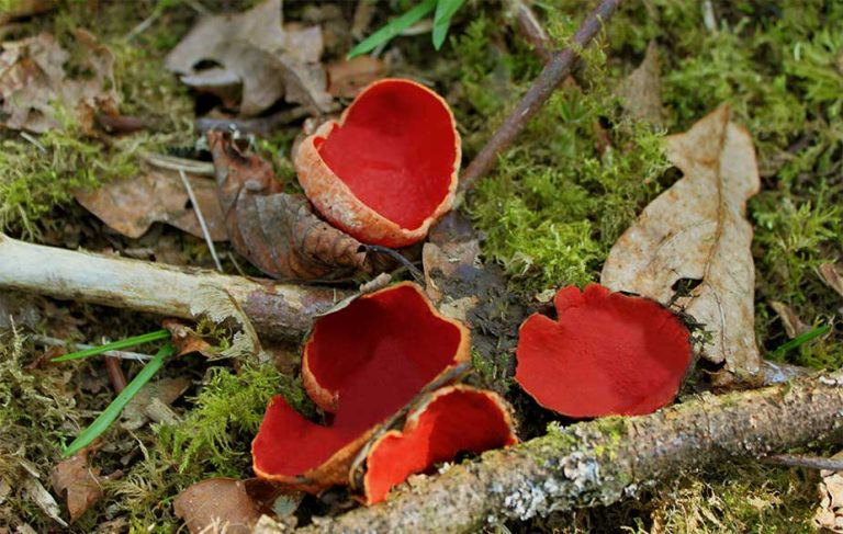 Scarlet Elfcup (Sarcoscypha coccinea)