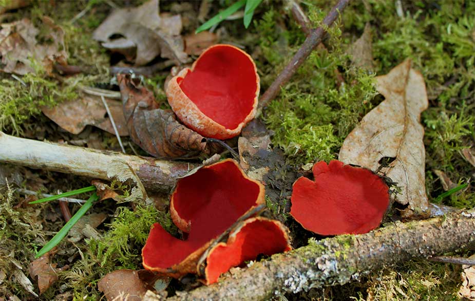 Scarlet Elfcup (Sarcoscypha coccinea)