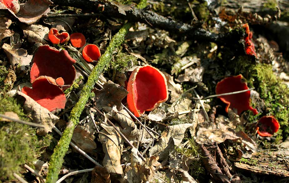Scarlet Elfcup (Sarcoscypha coccinea)