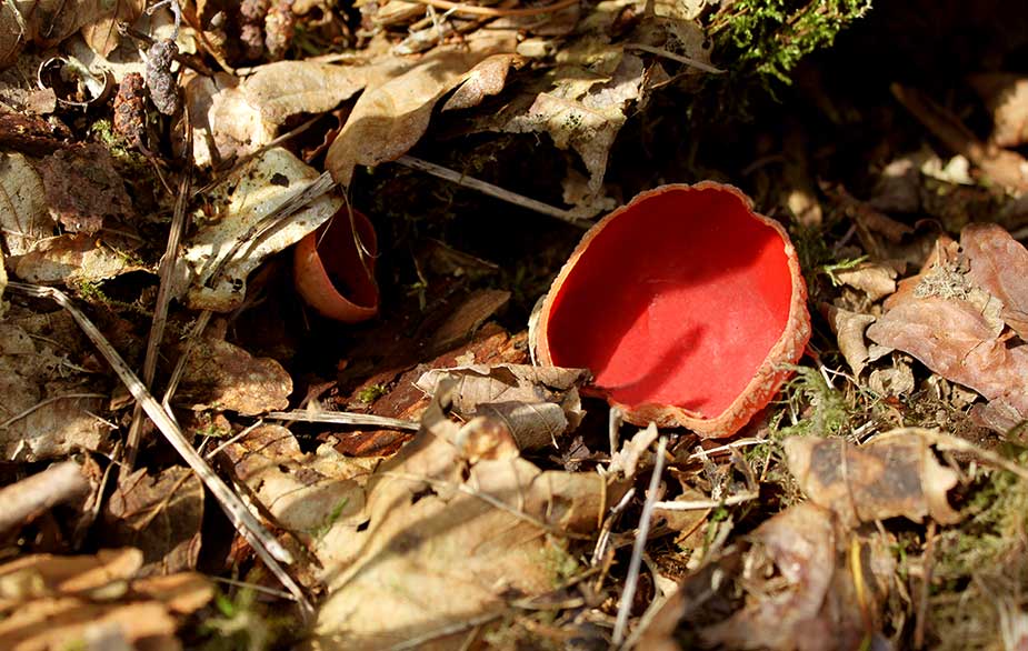 Scarlet Elfcup (Sarcoscypha coccinea)