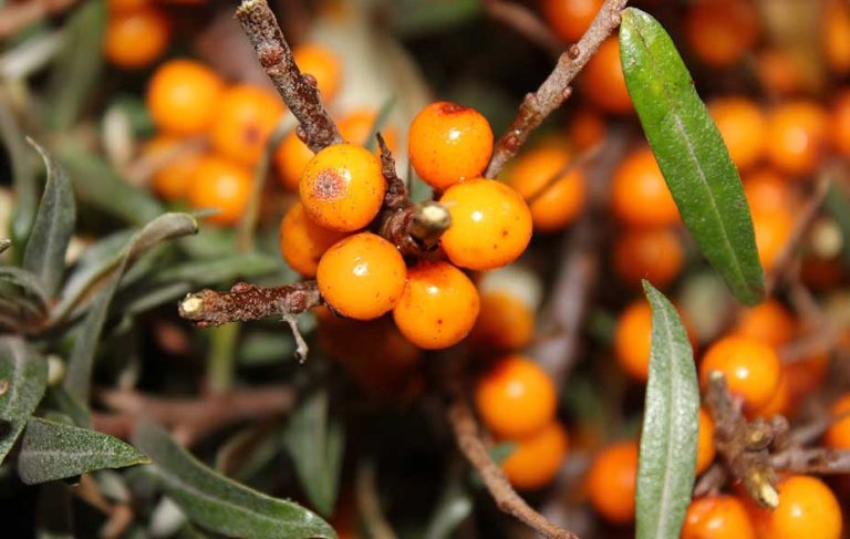 Sea buckthorn berries (Hippophae rhamnoides)