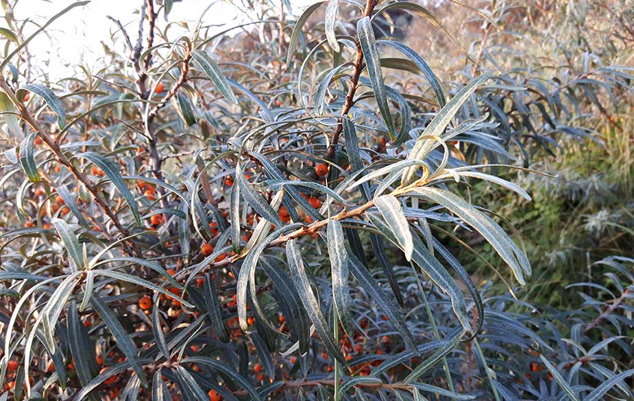 Sea buckthorn leaves and berries (Hippophae rhamnoides)