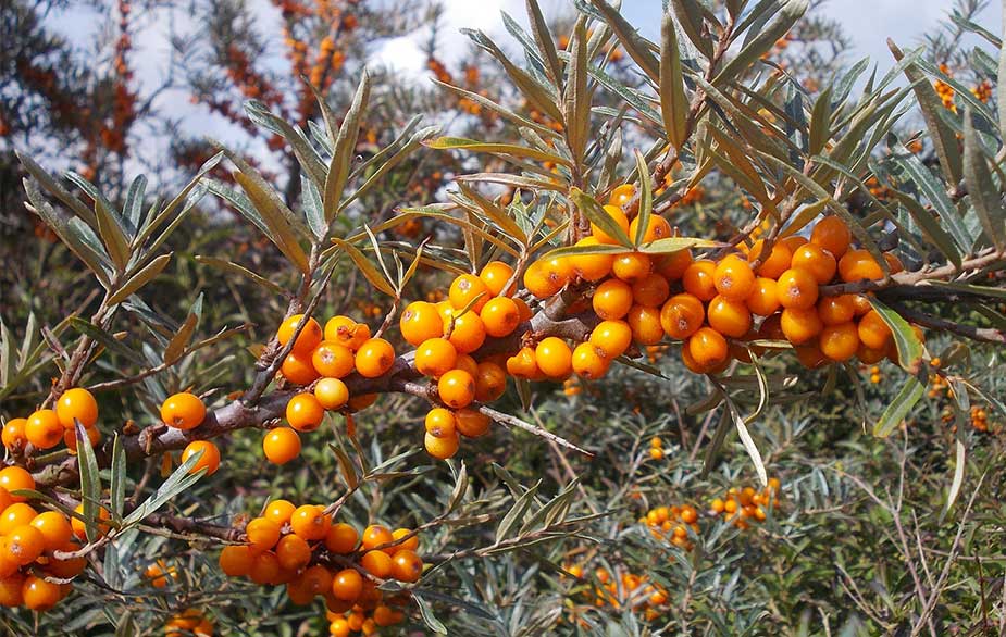 Sea buckthorn berries (Hippophae rhamnoides)